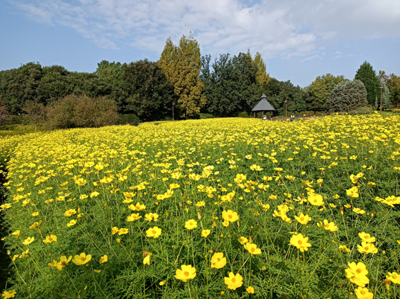 花の道